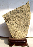 中国奇石城 天然三叶虫燕子化石 收藏品礼品观赏石装饰品开运招财