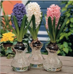 田园花卉 风信子花瓶 水培植物玻璃器皿园艺批发鲜花玻璃花瓶特价