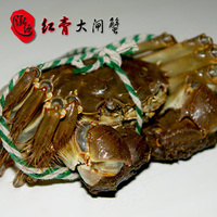 泓源红膏生态大闸蟹母螃蟹2.0--2.3两 10只包邮