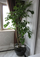 客厅植物/办公室植物 幸福树盆栽 上海卢湾/虹桥/浦东/园艺速递