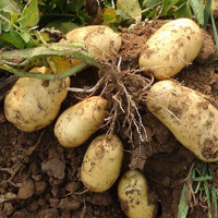 15年秦岭山区农家自种新鲜土豆 原生态非转基因马铃薯 土豆500g
