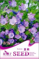 花仙子蓝蓟盆栽种子- 又名蓝刺头 苏格兰国花 30粒