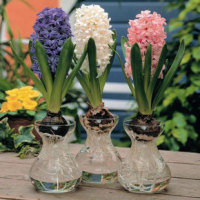 花卉风信子水培玻璃花瓶 水培器皿 风信子专用水培花瓶 花瓶花器