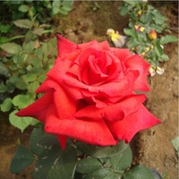 大花月季种子 玫瑰种子 玫瑰花种子1元20粒 盆栽玫瑰花种子24品种