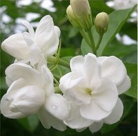 特价黄 苿莉。白苿莉种子花卉盆栽  庭院室内阳台盆栽植物 绿植