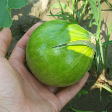 农家自种新鲜小南瓜 新鲜时令蔬菜 现拍现摘 绿色健康食品