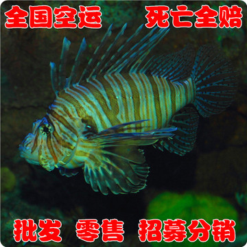 海水团 狮子鱼-海水鱼/观赏鱼/活体//珊瑚水族/死亡100%包赔