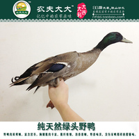 鄱阳湖渔民散养纯天然绿头鸭 水鸭鸭中营养最高产后滋补2只包邮