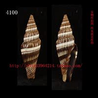 海螺（一图一物）(论条出售) 3.9CM  笔螺科  光泽强 4100