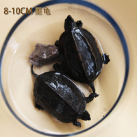 龟8-10CM中华草龟宠物龟墨龟活体乌龟长寿龟鉴赏龟 包邮