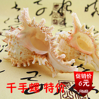 特价天然海螺贝壳纯白色细刺千手螺  水族鱼缸家居装饰收藏礼品