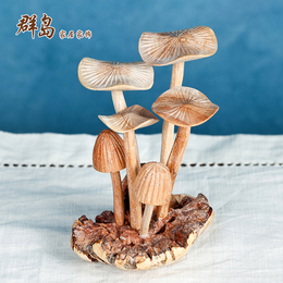 新品促销实木雕刻蘑菇植物天然根艺根雕工艺品原木创意客厅摆件