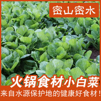 新鲜蔬菜有机肥自然熟鸡毛菜农家肥小白菜火锅食材