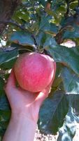 陕西今年新苹果绿色有机红富士水果有机带皮吃10斤包邮