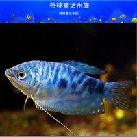 热带鱼 观赏鱼 黄曼龙 蓝曼龙 中小型鱼 活体 群养鱼 草缸鱼