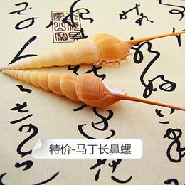 天然海螺贝壳马丁长鼻螺 标本螺收藏创意礼品 鱼缸水族装饰特价