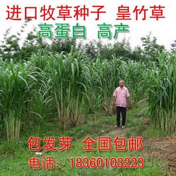 进口特高产 牧草种子 皇竹草种子 新型黄竹草种子 营养价值极高
