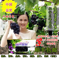 新鲜葡萄水果福安松罗象环巨峰夏黑葡萄Grape礼盒5斤装顺丰包邮