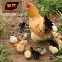 正宗湛江鸡 果园鸡山林走地鸡养足180天生鸡肉三黄鸡母鸡新鲜鸡肉