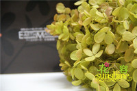 日本进口大地农园永生保鲜绣球花 2朵/盒（水无月）1515712