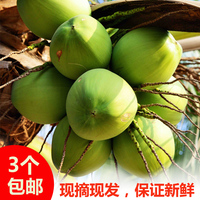 【现摘现发】海南文昌新鲜水果椰子 青椰子  3个包邮