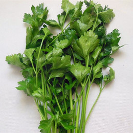 特色蔬菜 意大利芹 平叶芹 细叶芹  香芹 西餐用料 33.20/斤