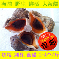 1件2500g 海鲜水产鲜货/鲜活贝类大海螺3-4/斤 刺身炒菜烧烤蒸