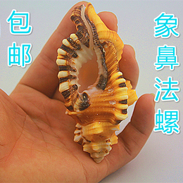 包邮天然海螺贝壳象鼻法螺 标本螺收藏礼品摆件 海岛纪念品礼品