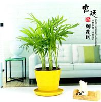 袖珍椰子办公室内创意小盆栽植物防辐射净化空气吸甲醛微景观包邮