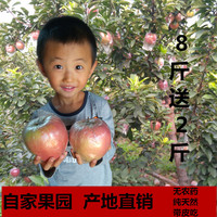 山东苹果水果 有机苹果孕妇新鲜红富士批发10斤装