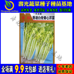 香港白骨黄心芹菜种子 菜场专用种子菜籽 耐热耐寒 最重单株1斤
