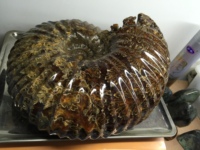 特价保真窦维螺化石强风水马达加斯加菊石天然菊石羊角螺化石22斤