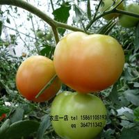 草莓柿子番茄 西红柿蔬菜水果种子 家庭阳台盆栽种植 易种水果