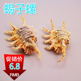 特价天然海螺贝壳珊瑚蝎子螺 收藏婚庆创意礼品鱼缸水族装饰