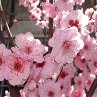 热卖梅花品种【美人梅】当年可开花 花多且艳 花期早