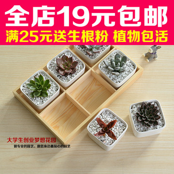 多肉植物陶瓷花盆花器花托盘10格木盒3格植物组合花器6格实木托盘