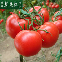 新鲜水果 圣女果小番茄海南千禧小西红柿 45元/3斤 江浙沪包邮
