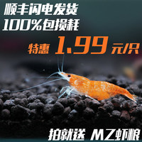 品质虾坊香吉士虾台湾出口级成体香槟橘色活体虾宠物观赏除藻虾