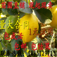 低价直销黄柠檬 青柠檬果树苗柠檬苗 南北方种植 包成活、包邮