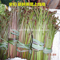 贵州黔东南黎平土特产新鲜蕨菜