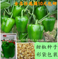 10元包邮 阳台种菜 超大甜椒王种子 菜椒籽庭院蔬菜家庭辣椒种子