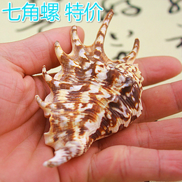 特价天然海螺贝壳 蜘蛛螺七角螺角螺 鱼缸水族装饰 拍摄道具礼品