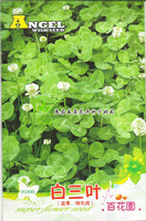 白三叶花卉种子 植物花籽 简单易种 阳台种花 庭院绿植