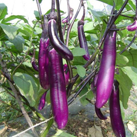 蔬菜种子 紫长茄 阳台种菜种子 蔬果种子 茄子种子 易种