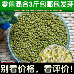 芽苗菜种子绿豆芽种子 阳台菜种子豆芽机专用蔬菜种子芽菜籽