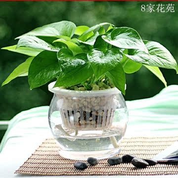 水培绿萝玻璃瓶套餐 室内植物净化空气绿萝套餐盆栽 送营养液
