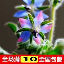 满10包邮 琉璃苣种子蓝色 香草花卉花籽阳台庭院盆栽园艺春播易种