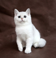 【琥珀】欧洲引进赛级英国短毛猫银色渐层幼猫DD 宠物 有视频
