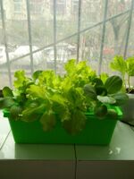小型箱式种植箱子阳台种菜机设备无土栽培水培植物水耕绿植盆包邮