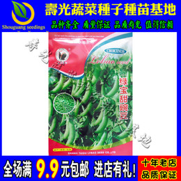 金谷绿宝 绿宝甜豌豆种子 抗病耐寒 糖度高 苗荚豆均可食用蔬菜籽